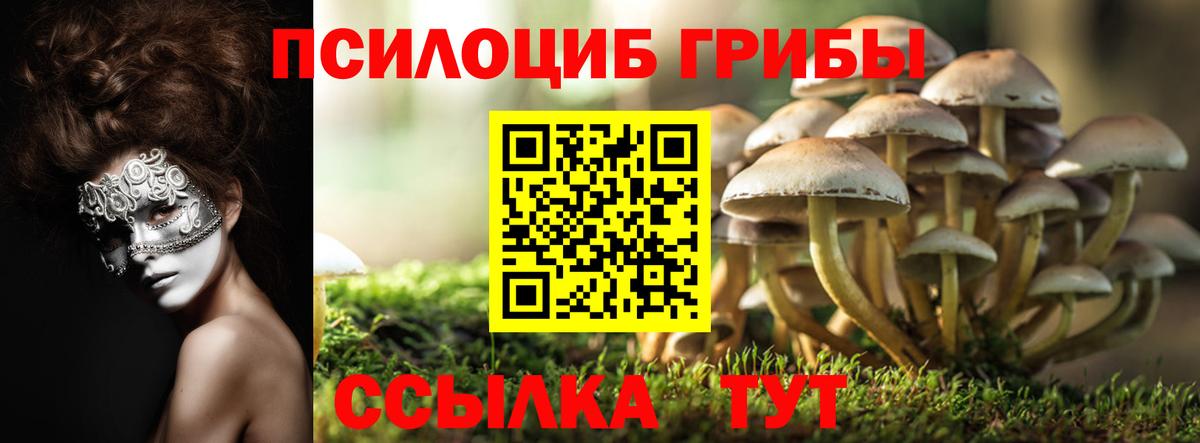 Псилоцибиновые грибы прущие грибы  Вход с VPN  Черняховск 